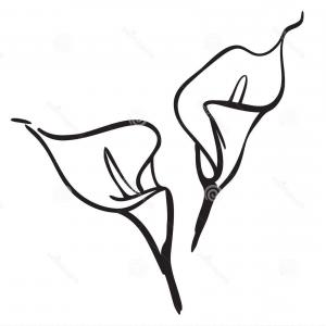 300x300 Stock Photo Two Calla Lily Flowers On Rongholland