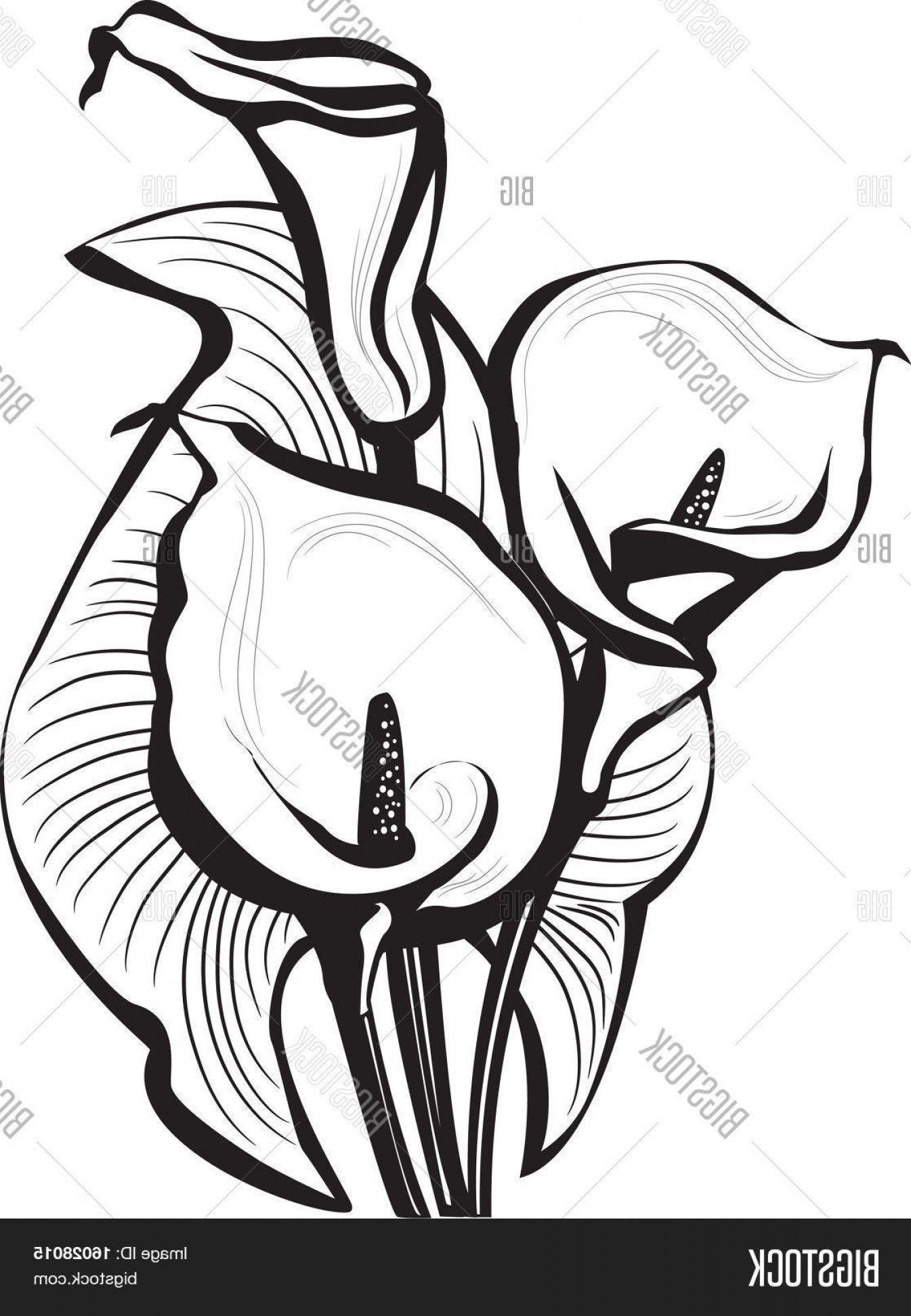 1345x1944 Stock Vector Sketch Of Calla Lilies Flowers Rongholland
