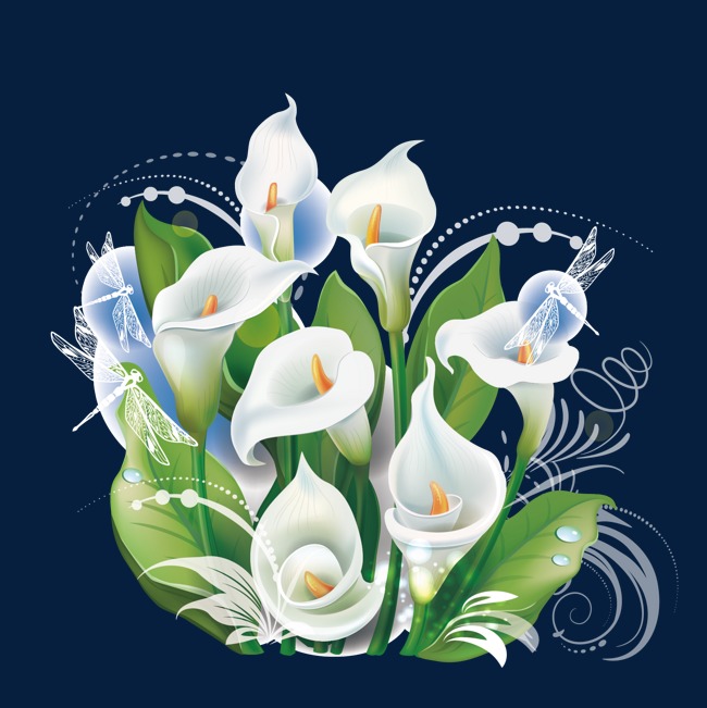 650x651 Vector Calla Lily, Vector, Calla Lily, Plant Png And Vector For