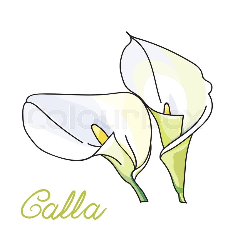 800x800 White Calla Lilies On White Background. Vector Illustration