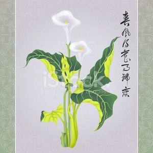 300x300 Calla Lily (Vector) Stock Vectors