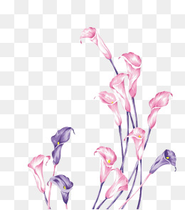 260x294 Calla Lily Png, Vectors, Psd, And Clipart For Free Download Pngtree