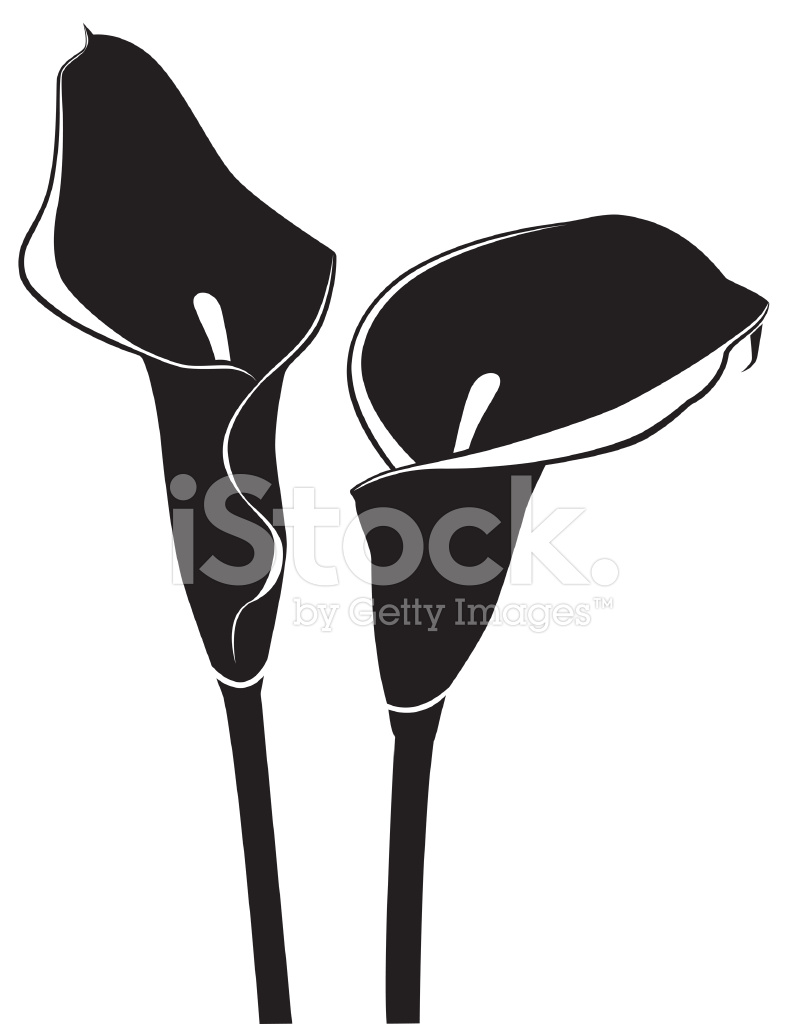 788x1024 Calla Lily Silhouette Stock Vector