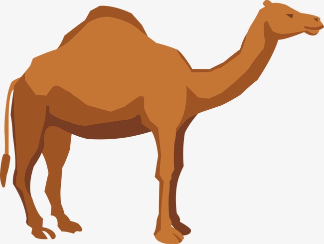 650x489 Camel Vector, Cartoon Animals, Illustration Png And Vector For