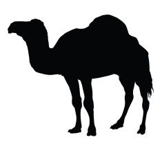 235x209 Camel Vector Art Illustration Make Money Vector