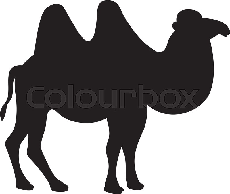800x674 Camel Vector Illustration Black Silhouette Stock Vector Colourbox