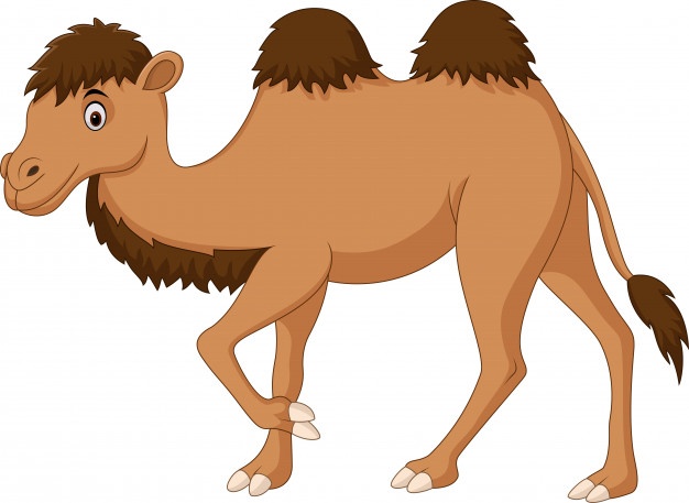 626x457 Desert Camel Vectors, Photos And Psd Files Free Download