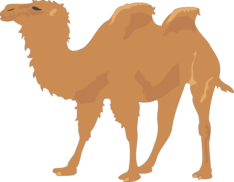 800x624 Camel 2 Free Vector 4vector