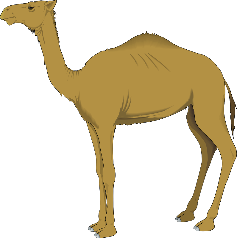 796x800 Camel 3 Free Vector 4vector