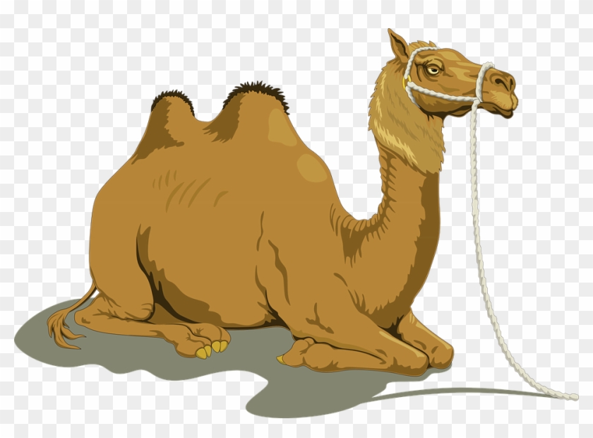 840x620 Camel Clipart Animated