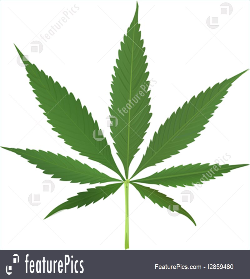 800x892 Plants Cannabis Leaf Vector