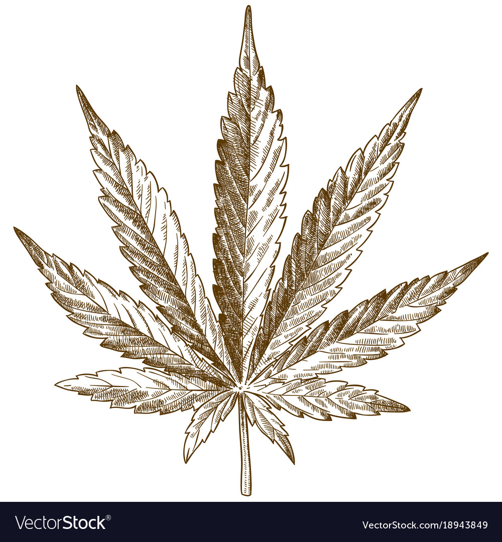 1000x1080 Drawn Weed Leaf Vector
