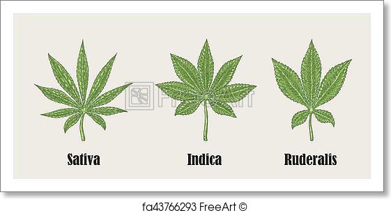 561x306 Free Art Print Of Hand Drawn Cannabis Plant. Medicinal Herbs