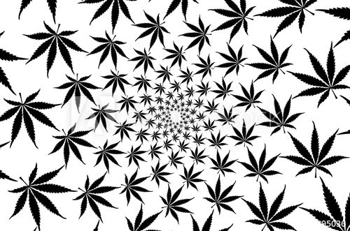 500x331 Black Marijuana Leaves