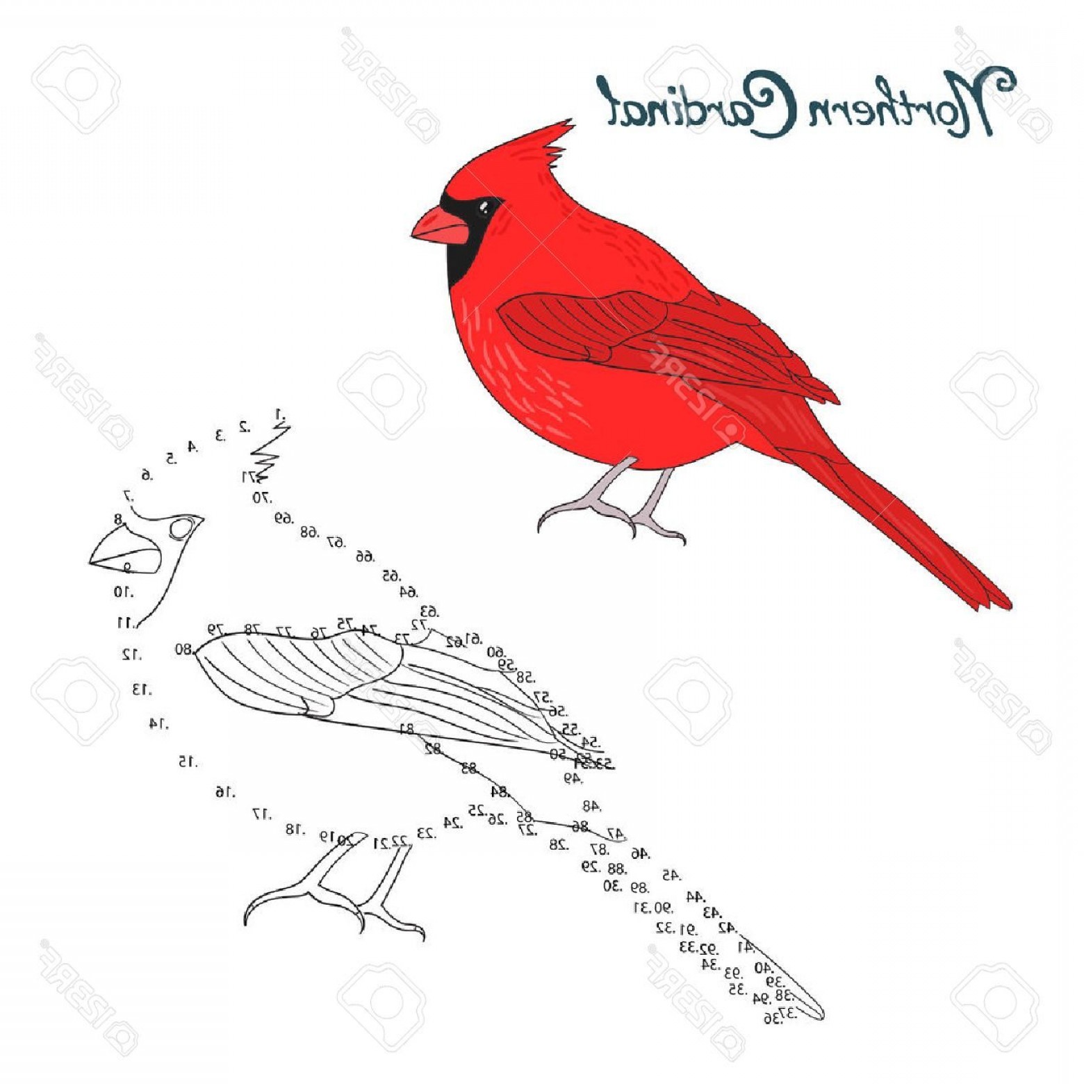 1560x1560 Educational Game Connect The Dots To Draw Nothern Cardinal Bird