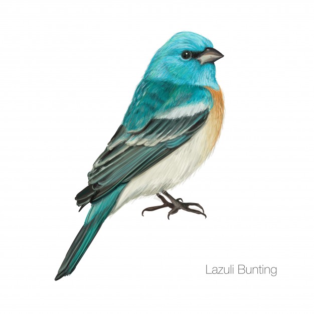 626x626 Exotic Blue Cardinal Bird Vector Premium Download