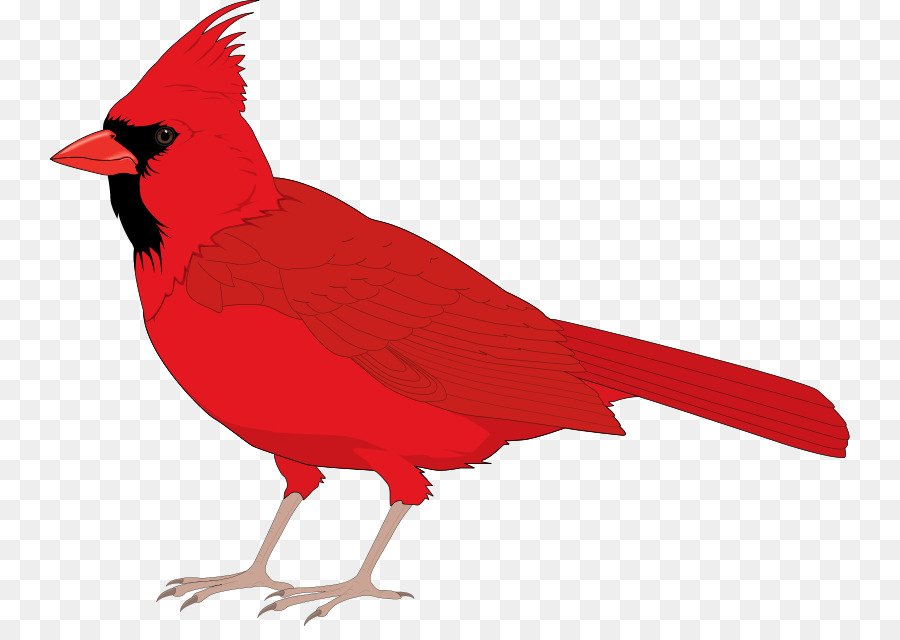 900x640 Northern Cardinal St. Louis Cardinals Clip Art