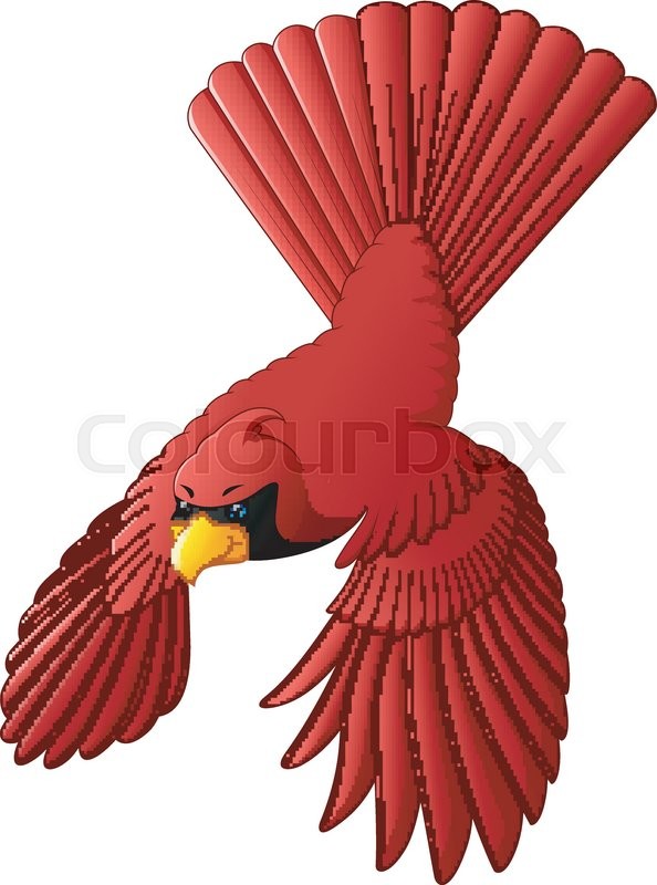 594x800 Vector Illustration Of Flying Cardinal Bird Stock Vector Colourbox