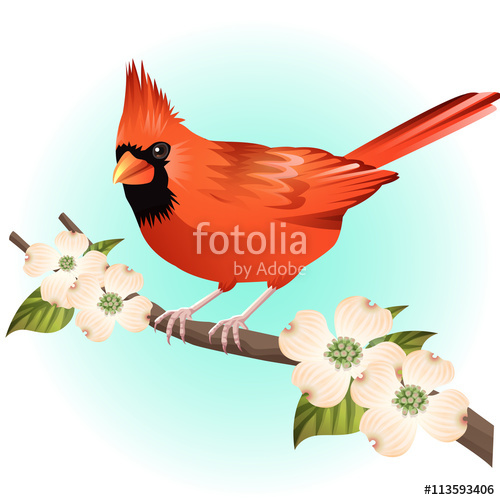 500x500 Red Cardinal Bird And Dogwood Illustration Vector Stock Image And