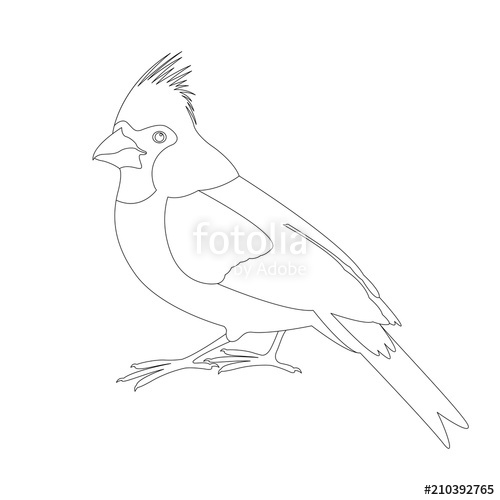 500x500 Yellow Cardinal Bird Vector Illustration Coloring Book Stock