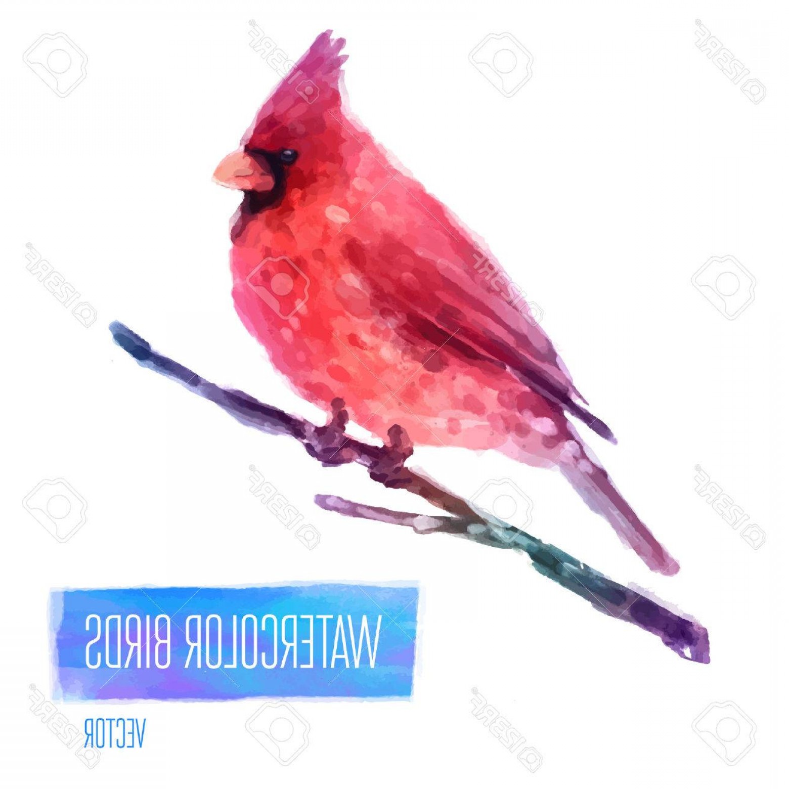 1560x1560 Cardinal Bird Flying Vector Lazttweet
