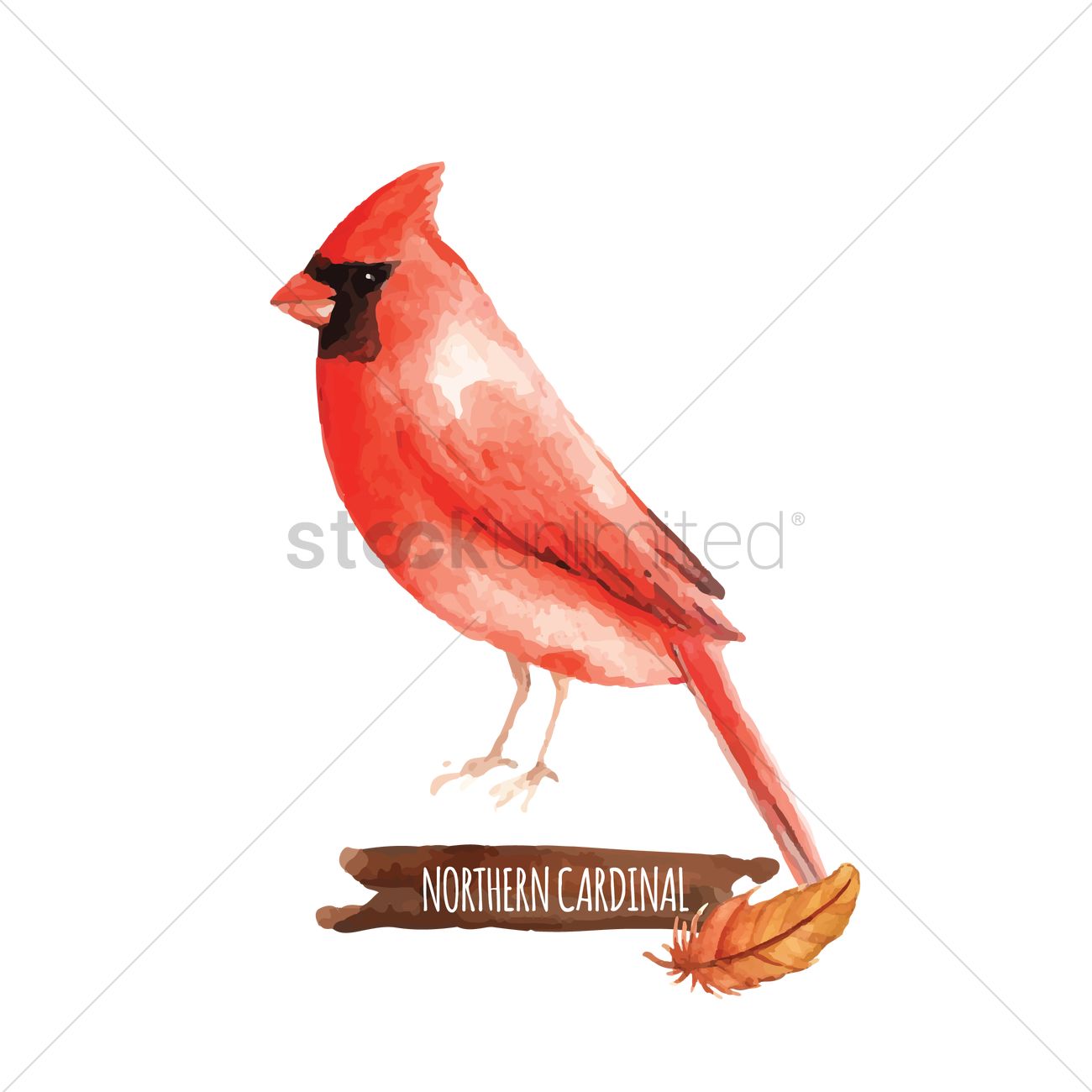 1300x1300 Northern Cardinal Vector Image