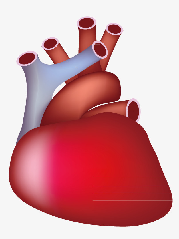 626x836 Cardio Vascular, Red, Heart, Vector Png And Vector For Free Download