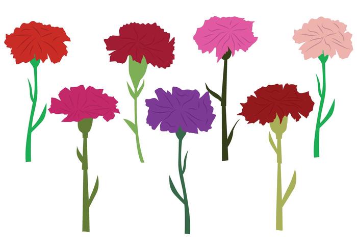 700x490 Carnation Vector