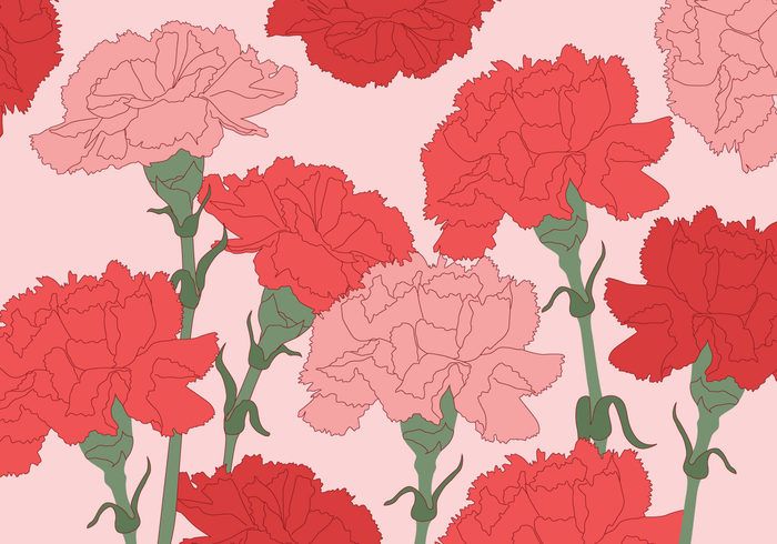 700x490 Carnation Vector Background According To Plan