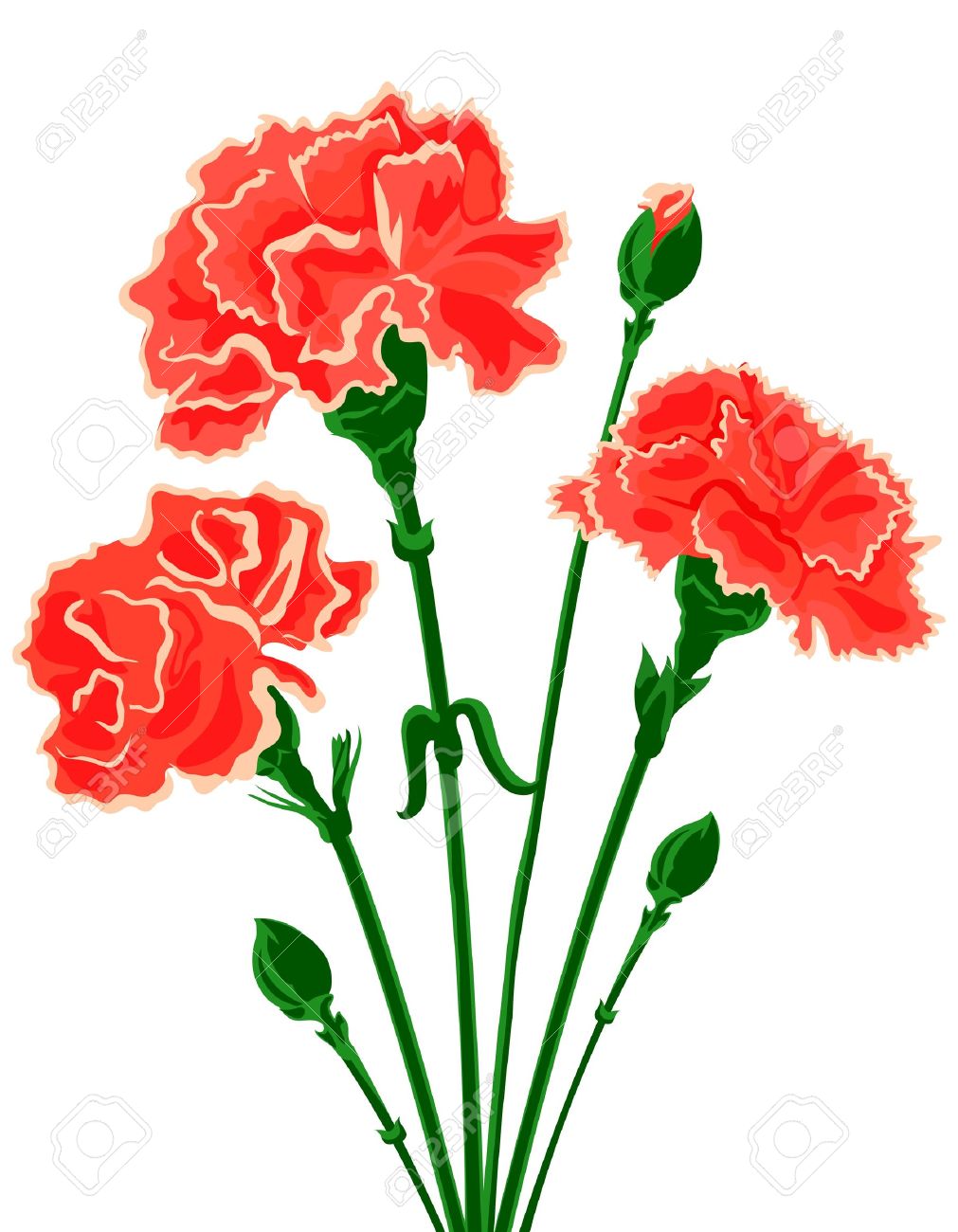 1011x1300 Carnation Clipart Vector