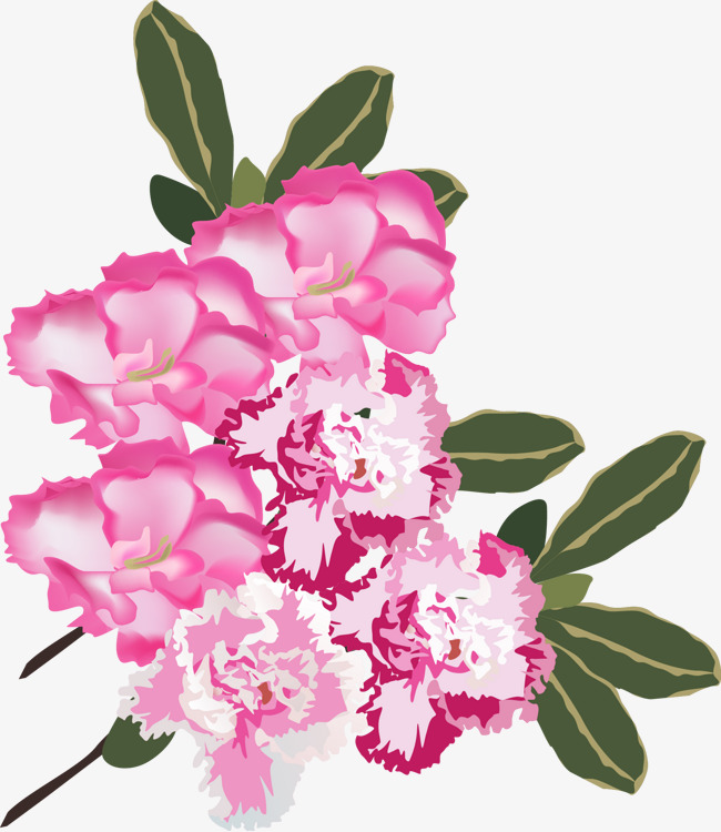 650x750 Carnations Watercolor Vector, Watercolor Vector, Vector Carnation