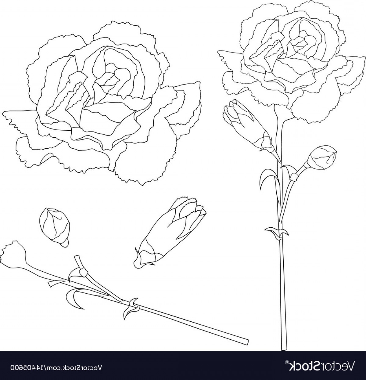 1200x1245 Dianthus Caryophyllus Outline Carnation Flower Vector Shopatcloth