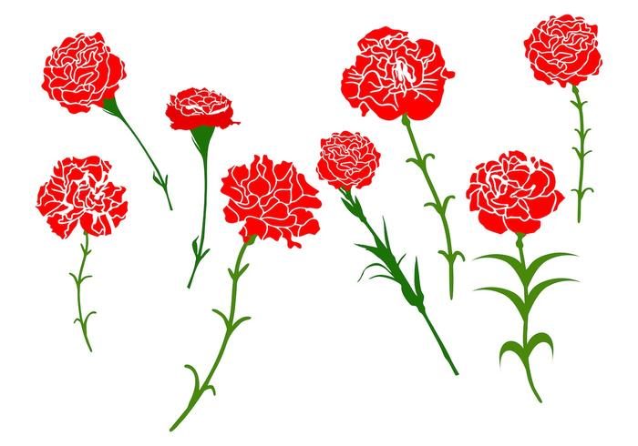 700x490 Free Carnation Flower Vector