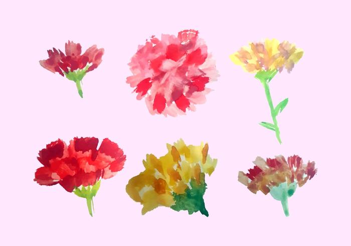 700x490 Free Watercolor Carnation Vector Pack