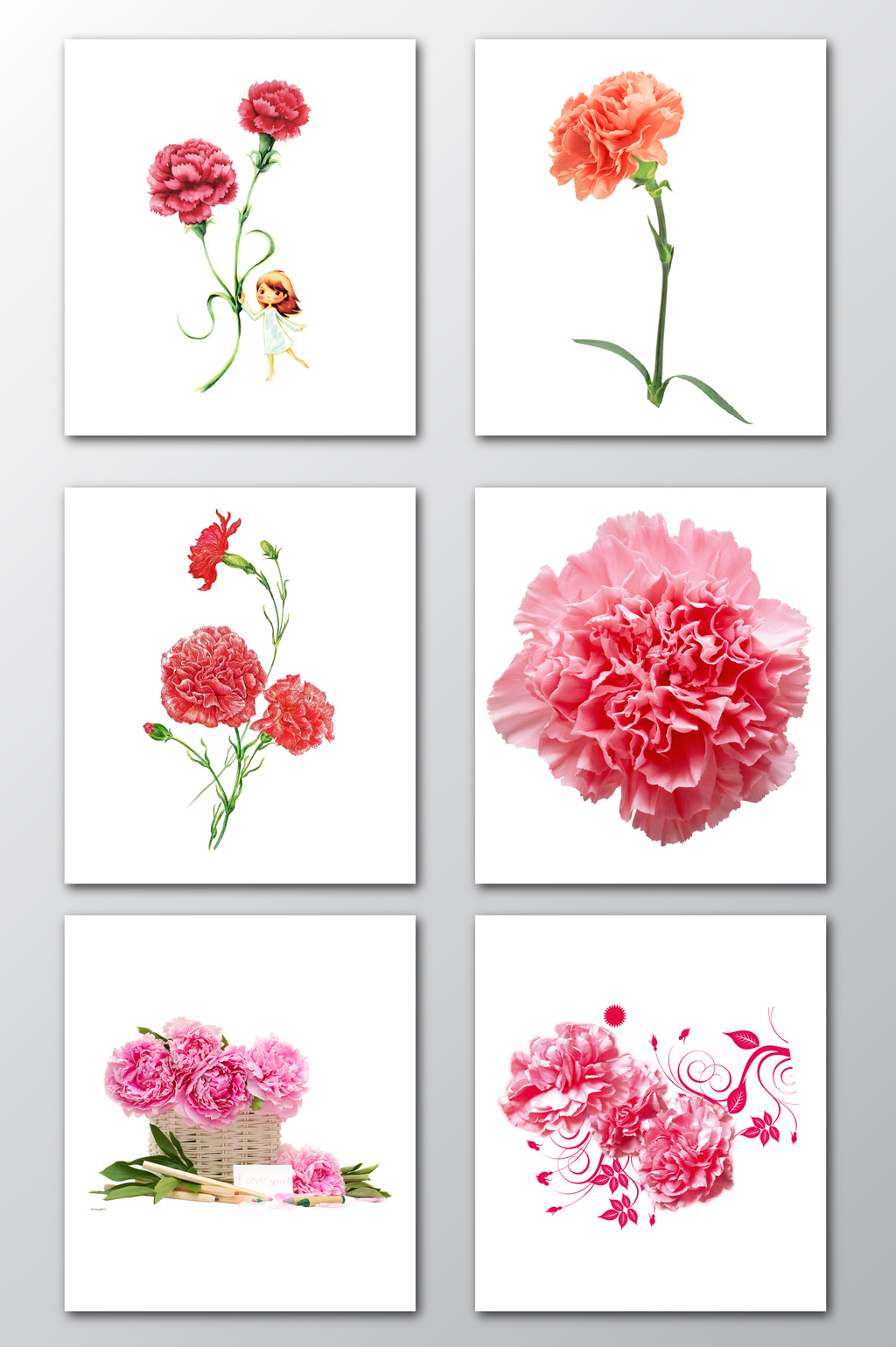 1024x1540 Carnation] Images,templates,psd Free Download On Pikbest