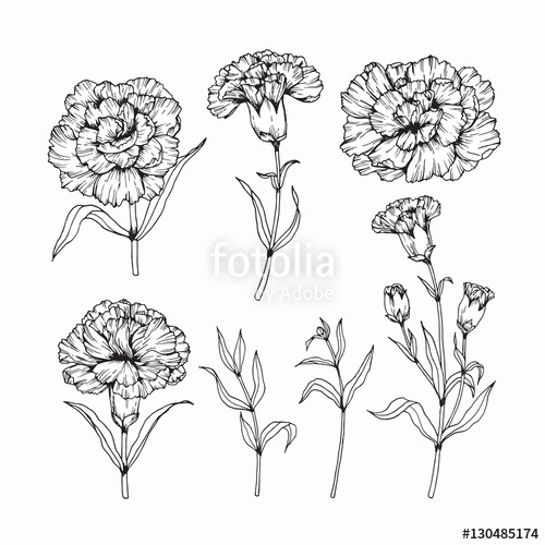 500x500 Hand Drawing Flowers. Carnation Flower Vector Illustration And