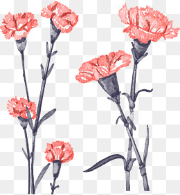260x282 Pink Carnation Png, Vectors, Psd, And Clipart For Free Download