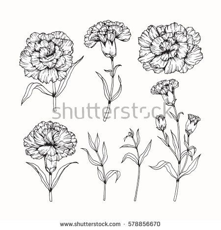 450x470 Vector Collection Set Of Carnation Flower By Hand Drawing On White