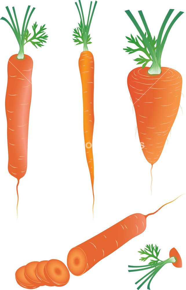 642x1000 Carrot. Vector Illustration. Royalty Free Stock Image