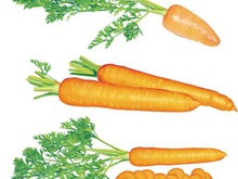 220x165 Painted Carrot Vector [Ai]