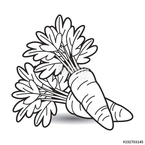 500x500 Black Outline Carrot Vector Cartoon Stock Image And Royalty Free