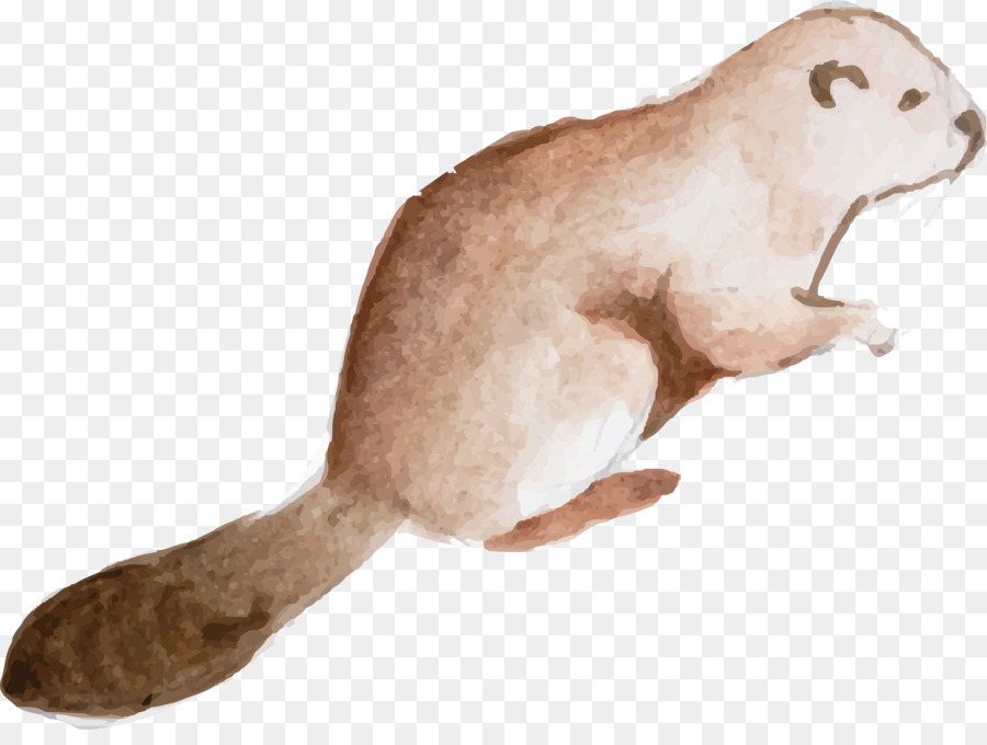 900x680 Squirrel Euclidean Vector Cartoon