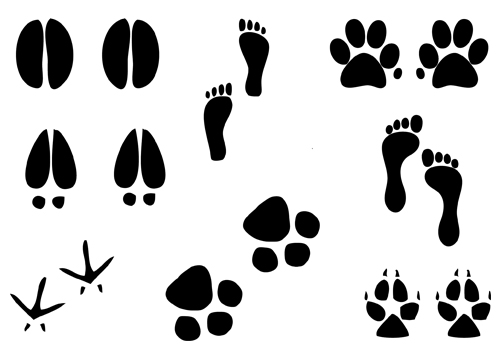 500x350 Paw Clipart Animal Foot