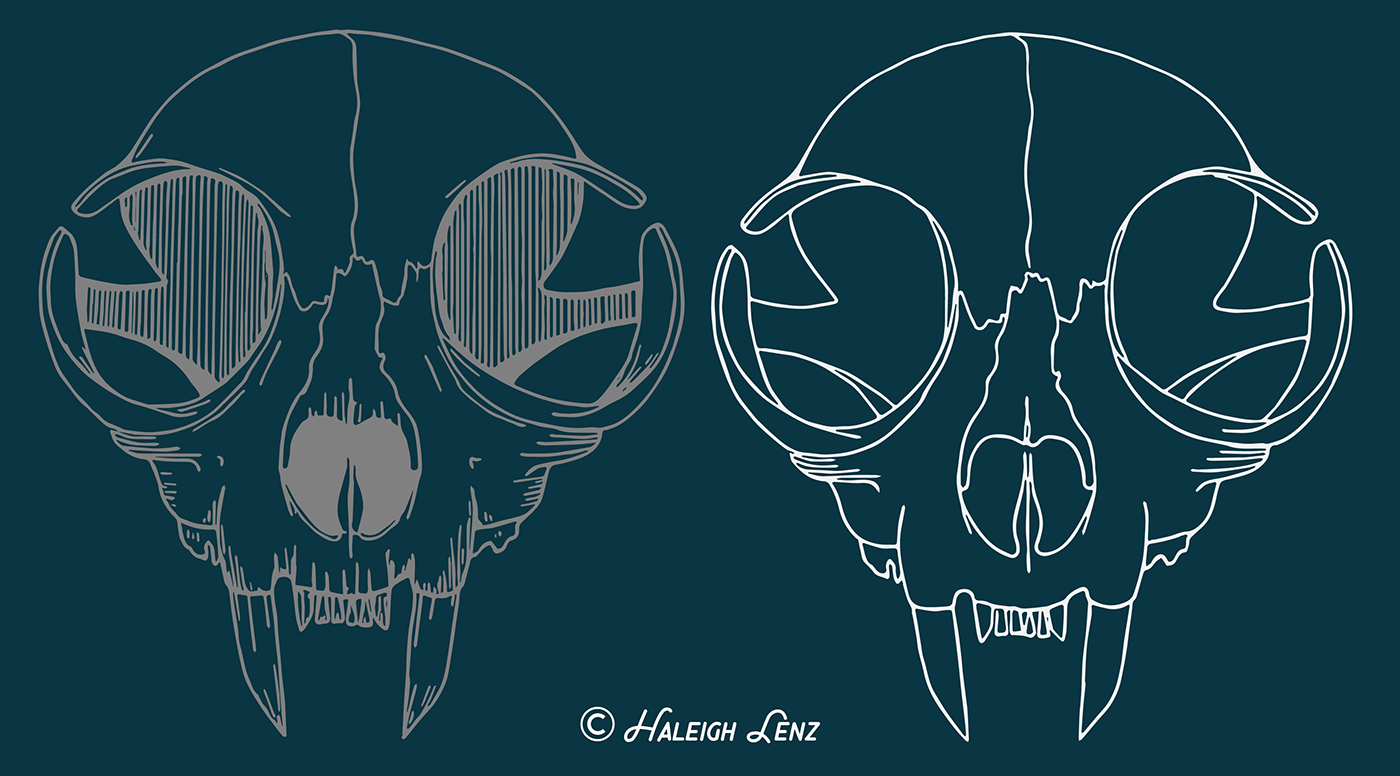 1400x776 Cat Skull Vector Illustration On Behance