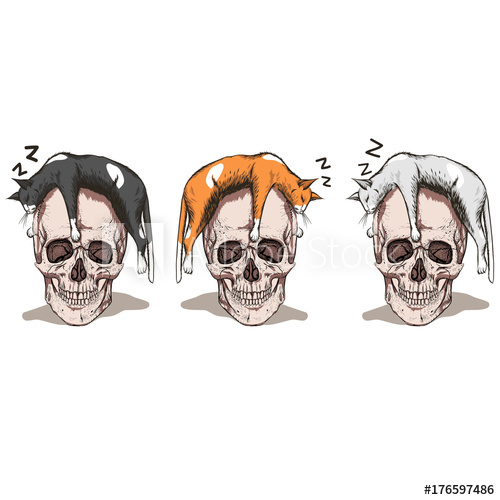 500x500 Sleeping Cat. Skull And Cats.