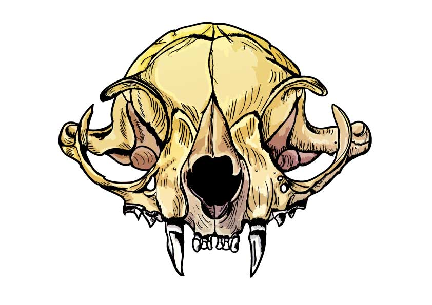 842x595 Vector Drawing