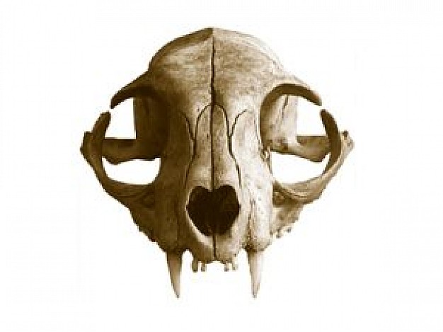 626x469 Cat Skull 1 Photo Free Download