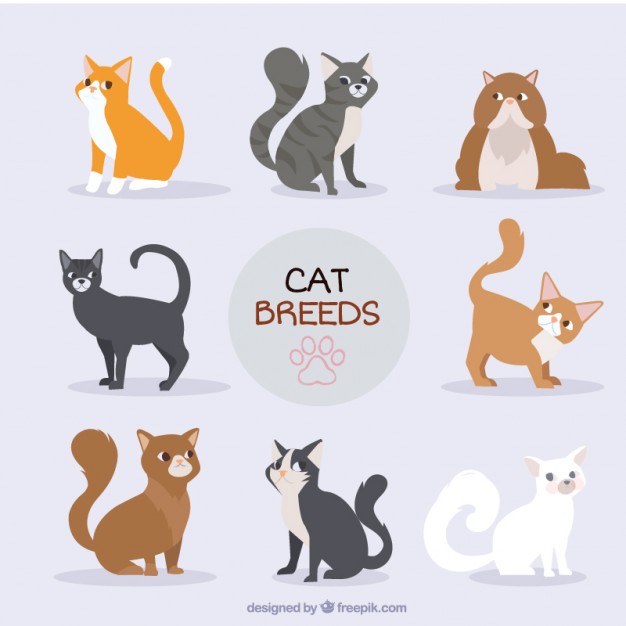 626x626 Cat Vectors, Photos And Psd Files Free Download