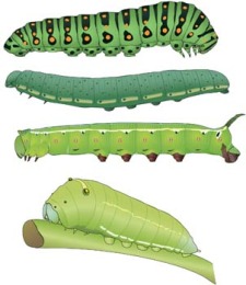225x260 Caterpillar 4 Free Vector 4vector