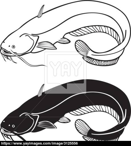 460x512 Catfish Vector